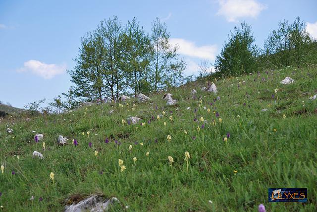 pendio di orchidee.JPG